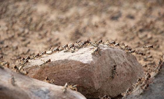 FAO alerta para risco de invasões de gafanhotos do deserto no noroeste da África